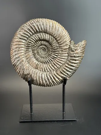 Аммонит Speetoniceras versicolor  28х25 см