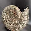 Аммонит Speetoniceras versicolor 49х40х15 см