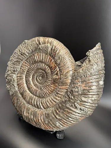 Аммонит Speetoniceras versicolor 49х40х15 см