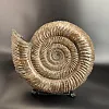 Аммонит Speetoniceras versicolor 49х40х15 см