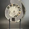 Аммонит Speetoniceras versicolor   30х28 см