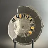 Аммонит Speetoniceras versicolor   30х28 см