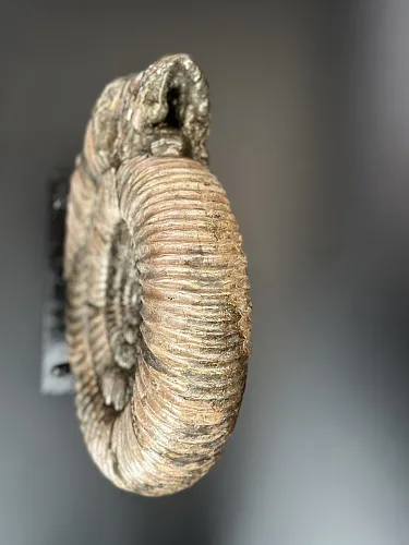 Аммонит Speetoniceras versicolor  28х25 см