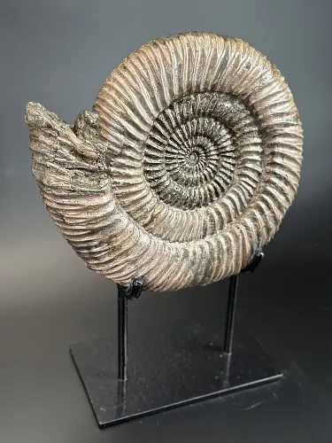 Аммонит Speetoniceras versicolor  28х25 см