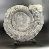 Аммонит Speetoniceras versicolor ГИГАНТ  57х45 см