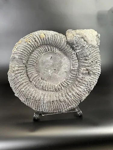 Аммонит Speetoniceras versicolor ГИГАНТ  57х45 см