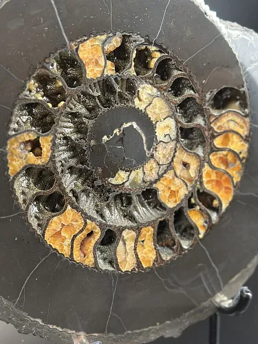 Аммонит Speetoniceras versicolor 35х30 см