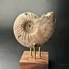 Аммонит Quenstedtoceras 80х40 мм
