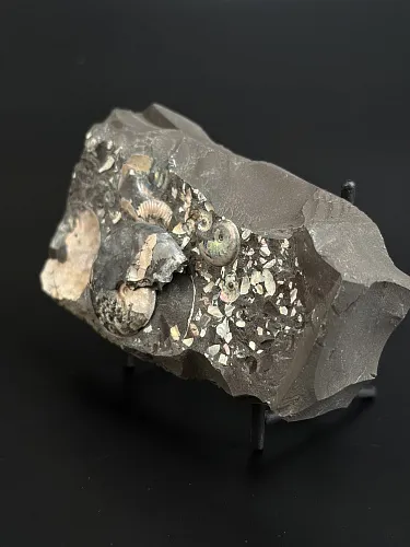 Аммонит Aconeceras tr. и Deshayesites volgensis слоек 115х60 мм