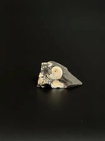 Аммонит Aconeceras tr. 20х16 мм