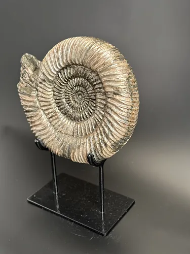 Аммонит Speetoniceras versicolor  28х25 см