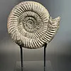 Аммонит Speetoniceras versicolor  28х25 см