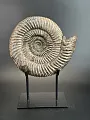 Аммонит Speetoniceras versicolor  28х25 см