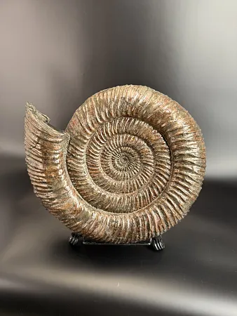 Аммонит Speetoniceras versicolor 49х40х15 см