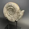 Аммонит Speetoniceras versicolor  28х25 см