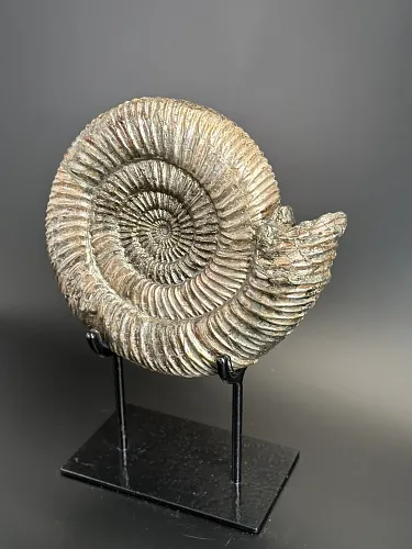 Аммонит Speetoniceras versicolor  28х25 см
