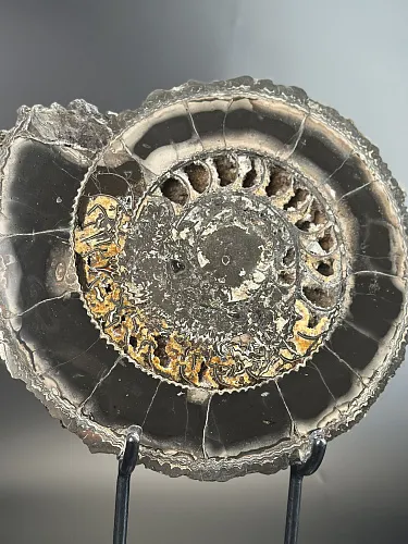 Аммонит Speetoniceras versicolor ПАРА 38х35 см 