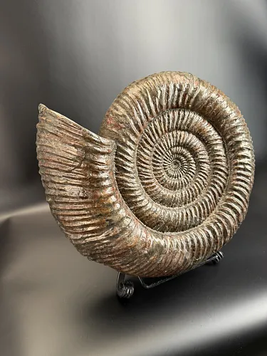 Аммонит Speetoniceras versicolor 49х40х15 см