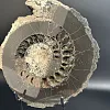 Аммонит Speetoniceras versicolor распил 27х24 см