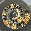 Аммонит Speetoniceras versicolor 35х30 см