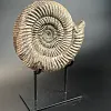 Аммонит Speetoniceras versicolor  28х25 см