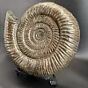Аммонит Speetoniceras versicolor 49х40х15 см