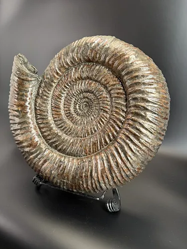 Аммонит Speetoniceras versicolor 49х40х15 см