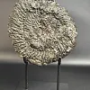 Аммонит Speetoniceras versicolor 31х27 см