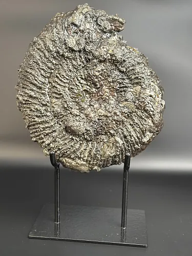 Аммонит Speetoniceras versicolor 31х27 см