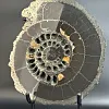 Аммонит Speetoniceras versicolor 31х27 см
