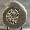 Аммонит Speetoniceras versicolor 31х27 см
