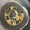 Аммонит Speetoniceras versicolor 35х30 см