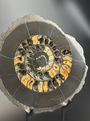 Аммонит Speetoniceras versicolor 35х30 см