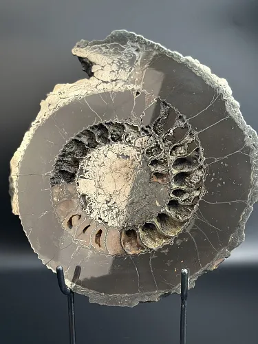 Аммонит Speetoniceras versicolor распил 27х24 см