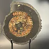 Аммонит Speetoniceras versicolor ПАРА  35х30 см