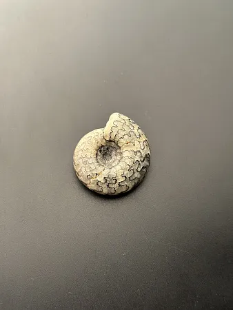 Аммонит Craspedites sp 36x32 мм