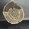 Аммонит Speetoniceras versicolor распил 32х29 см