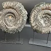 Аммонит Speetoniceras versicolor ПАРА 24х20 см    