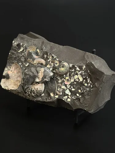 Аммонит Aconeceras tr. и Deshayesites volgensis слоек 115х60 мм