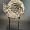 Аммонит Speetoniceras versicolor  28х25 см