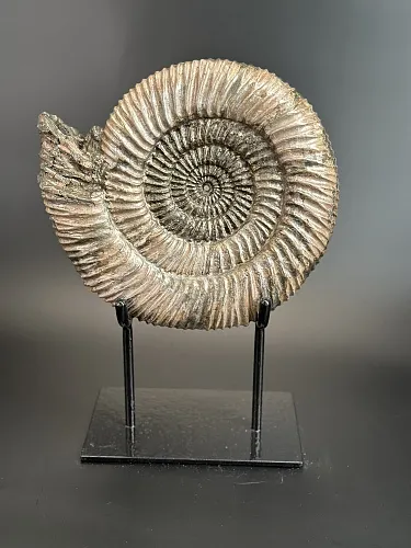 Аммонит Speetoniceras versicolor  28х25 см