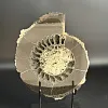 Аммонит Speetoniceras versicolor распил 26х21 см