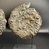 Аммонит Speetoniceras versicolor распил 27х24 см