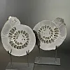 Аммонит Speetoniceras versicolor ПАРА  25х20 см  