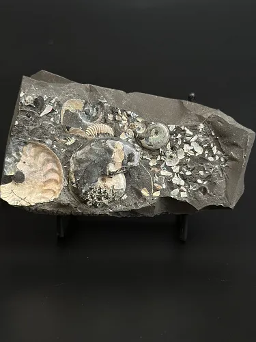 Аммонит Aconeceras tr. и Deshayesites volgensis слоек 115х60 мм