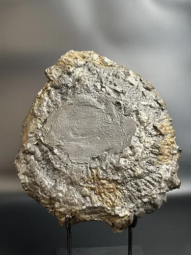 Аммонит Speetoniceras versicolor 34х30 см