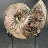 Аммонит Craspedodiskus discofakatus 190х160 мм