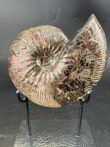 Аммонит Craspedodiskus discofakatus 190х160 мм