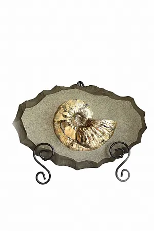 Панно с аммонитом Deshayesites sp. 30x20 см
