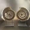 Аммонит Speetoniceras versicolor ПАРА  26 х 24 см